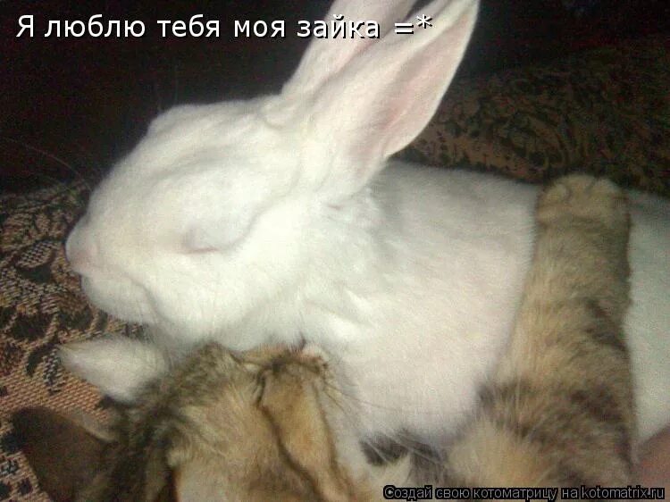 Хочу зайку. С добрым утром зайчик. Кролик вислоухий рекс. Милые зайчики. Скучающий зайчик.