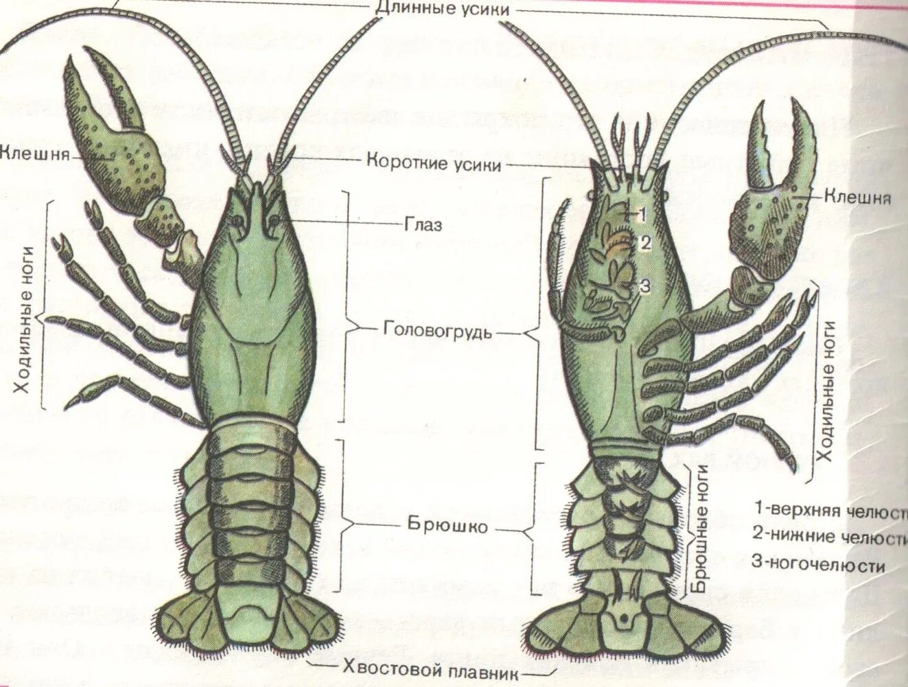 Строение речного рака рисунок. Строение ракообразных схема. Внешнее строение ракообразных рисунок. Внутреннее и внешнее строение ракообразных 7 класс. Отделы тела ракообразных 7 класс.