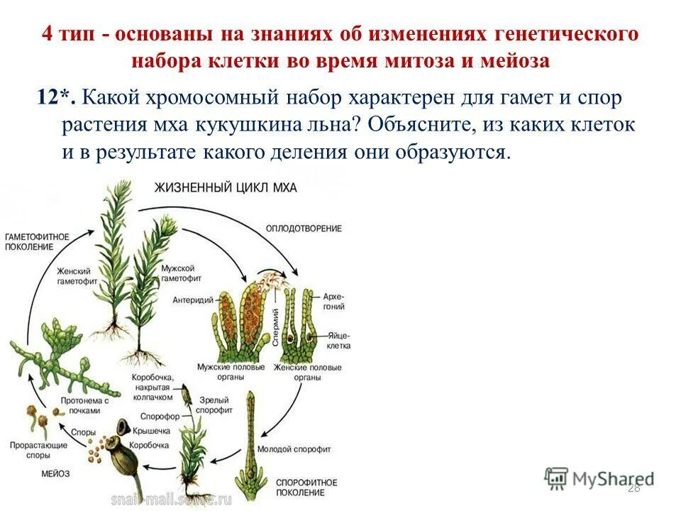 Споры у мхов созревают в особых органах. Протонема мхов гаметофит спорофит. Жизненный цикл моховидных схема. Гаметофит мохообразных. Споры сфагнума набор хромосом.