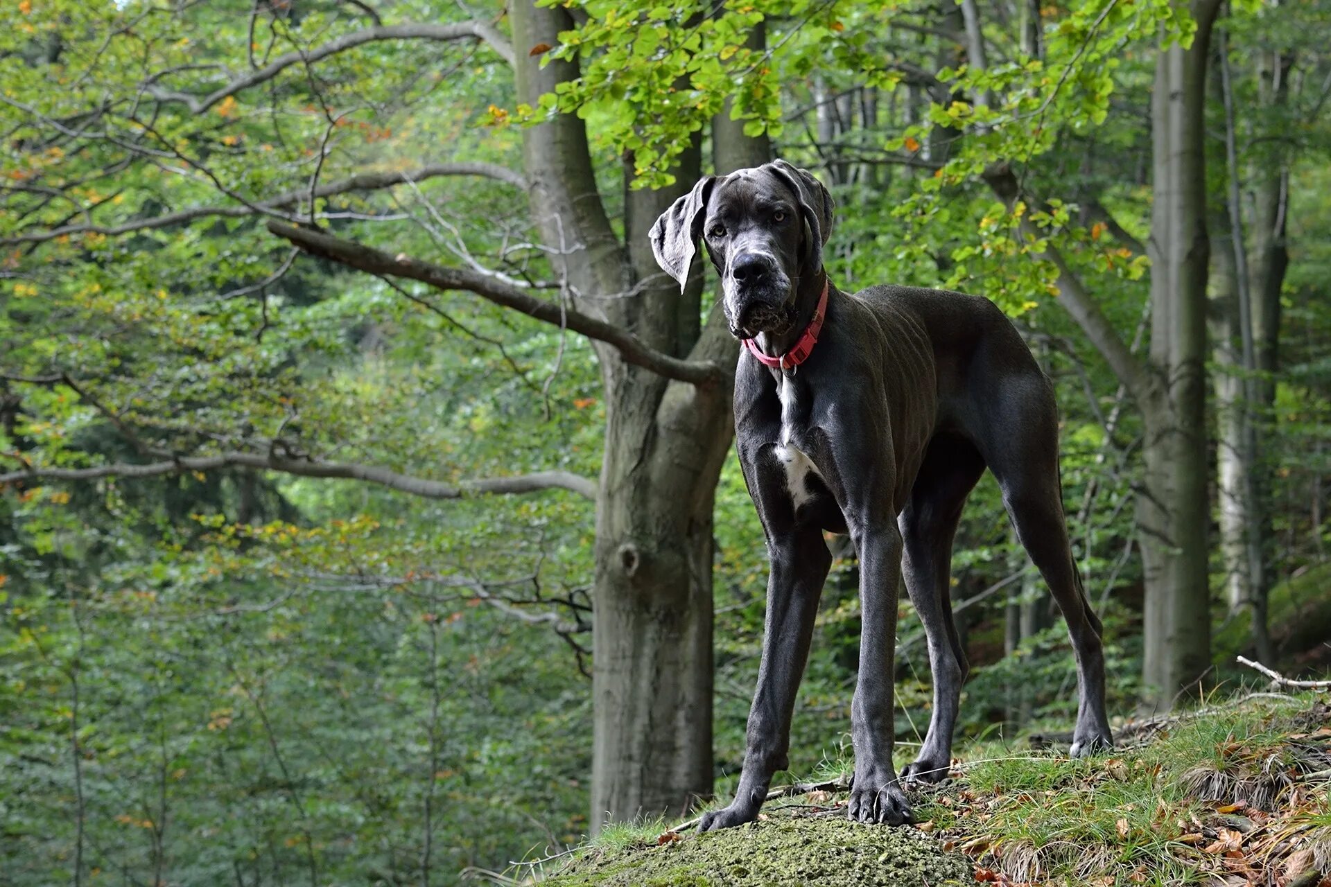 Нужны большие собаки. Порода собак Королевский дог. Great Dane порода собак. Немецкий дог собака Баскервилей. Датский дог Гибсон.
