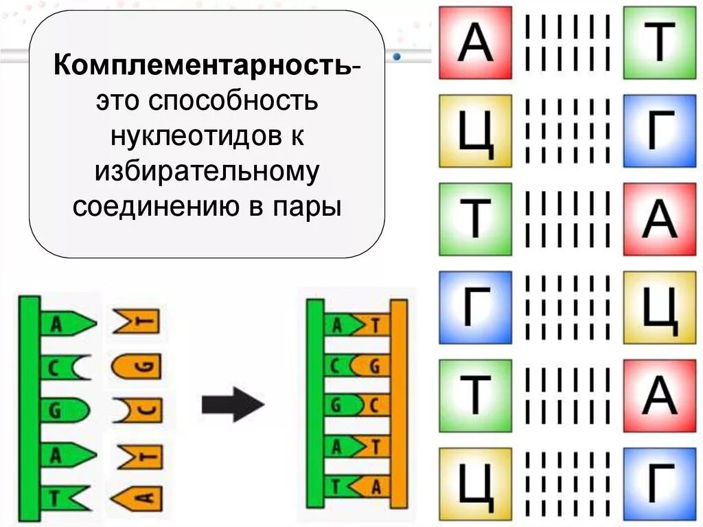 Комплиментарные днк. Комплементарные пары нуклеотидов в РНК. Принцип комплементарности ДНК схема. Комплементарность нуклеотидов ДНК. Комплементарное соединение нуклеотидов РНК.