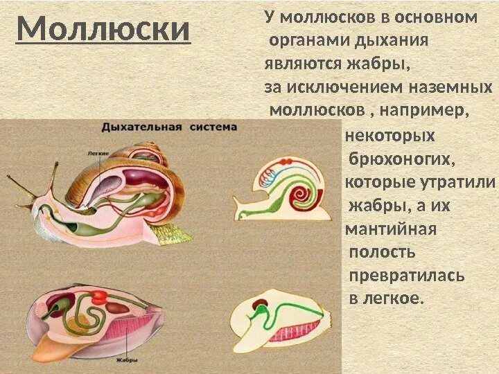 Дыхательная система брюхоногих моллюсков. Мантийная полость у моллюсков. Органами дыхания наземных моллюсков являются. Моллюски строение дыхательной системы.