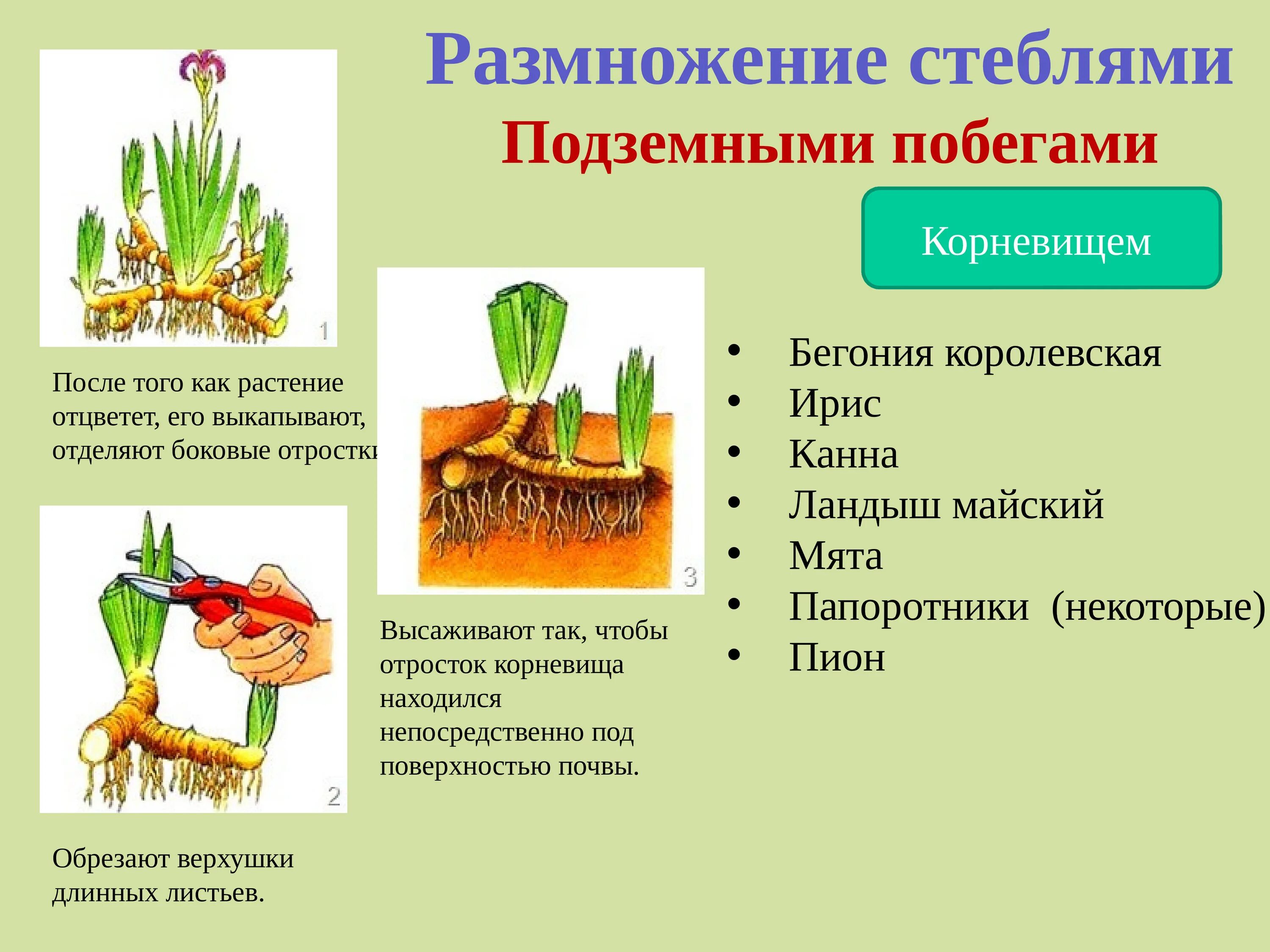 Биология 6 класс параграф 17 вегетативное размножение. Вегетативное размножение подземными побегами. Вегетативное размножение с помощью подземных побегов. Вегетативное размножение растений корневищами. Способы вегетативного размножения растений подземными побегами.