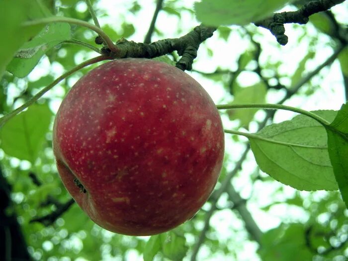 Сорт слава победителям яблонь. Яблоня сорта весялина. Сорт яблони слава. Сорт яблок слава победителям. Сорт яблони победитель.
