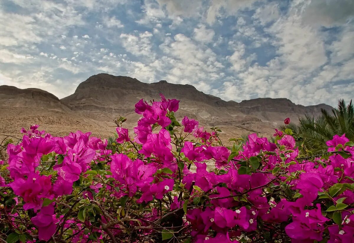 Пустыня Анза Боррего Калифорния. Эфемеры растения Алжир. Эфемеровые пустыни. Цветущая пустыня Негев.