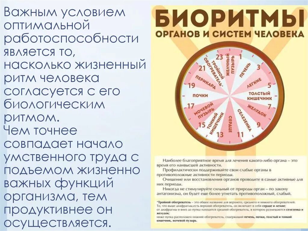 Активность органов по часам. Биоритмы органов человека. Суточные ритмы внутренних органов. Ритмы организма по часам. Биоритмы работы органов.