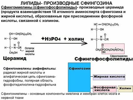 Кислые липиды