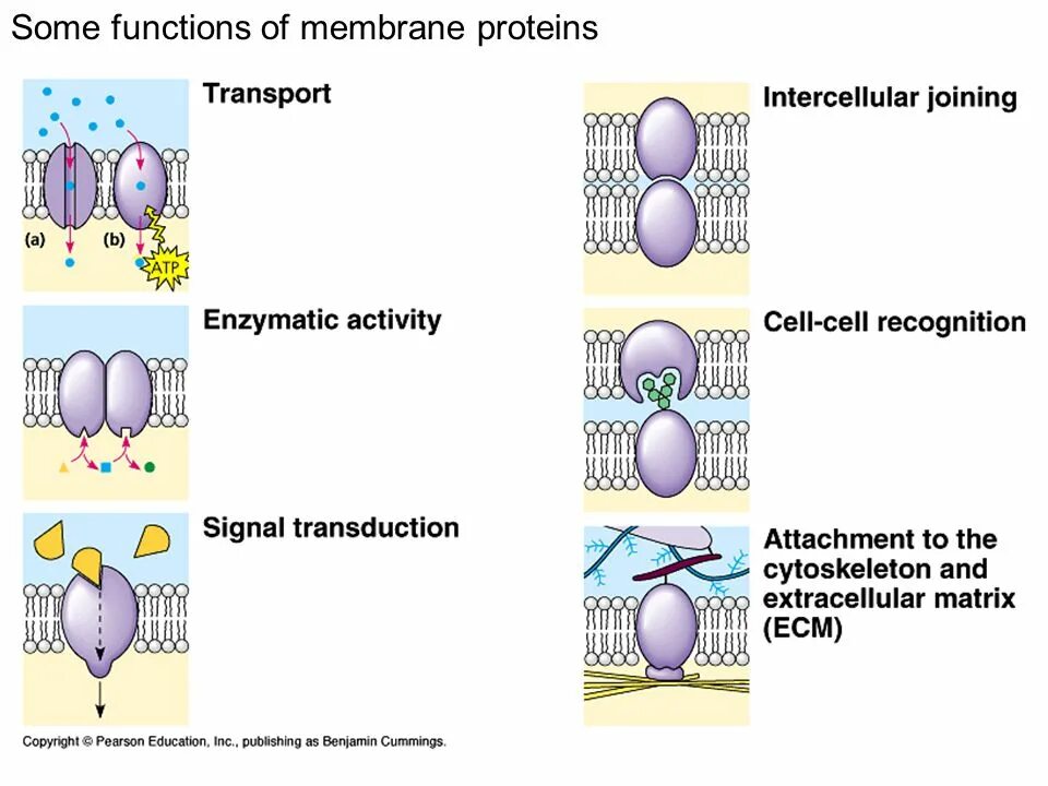 Some function. Proteins of cell membrane. cell membrane function. plasma membrane functions. types of membrane proteins.