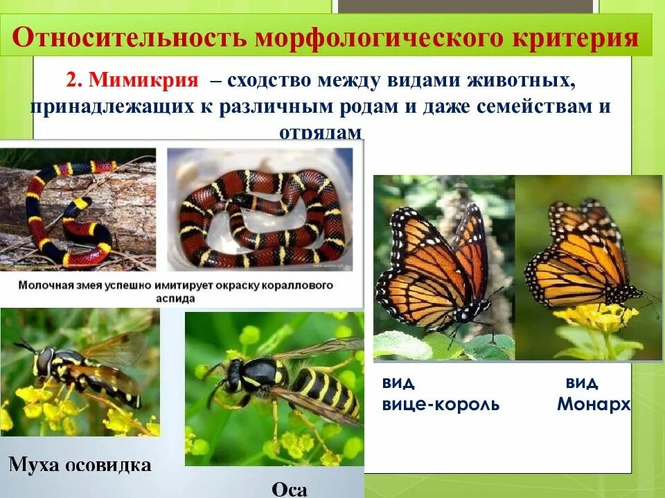 Критерии животных. Морфологический и экологический критерии. морфологический и экологический критерии вида. морфологический критерий примеры животных. морфологический экологический физиологический критерии.