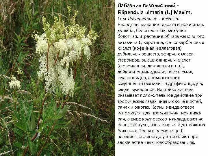 Лабазник вязолистный трава пач 50г цена 60 руб в Москве, купить Лабазник вязолис