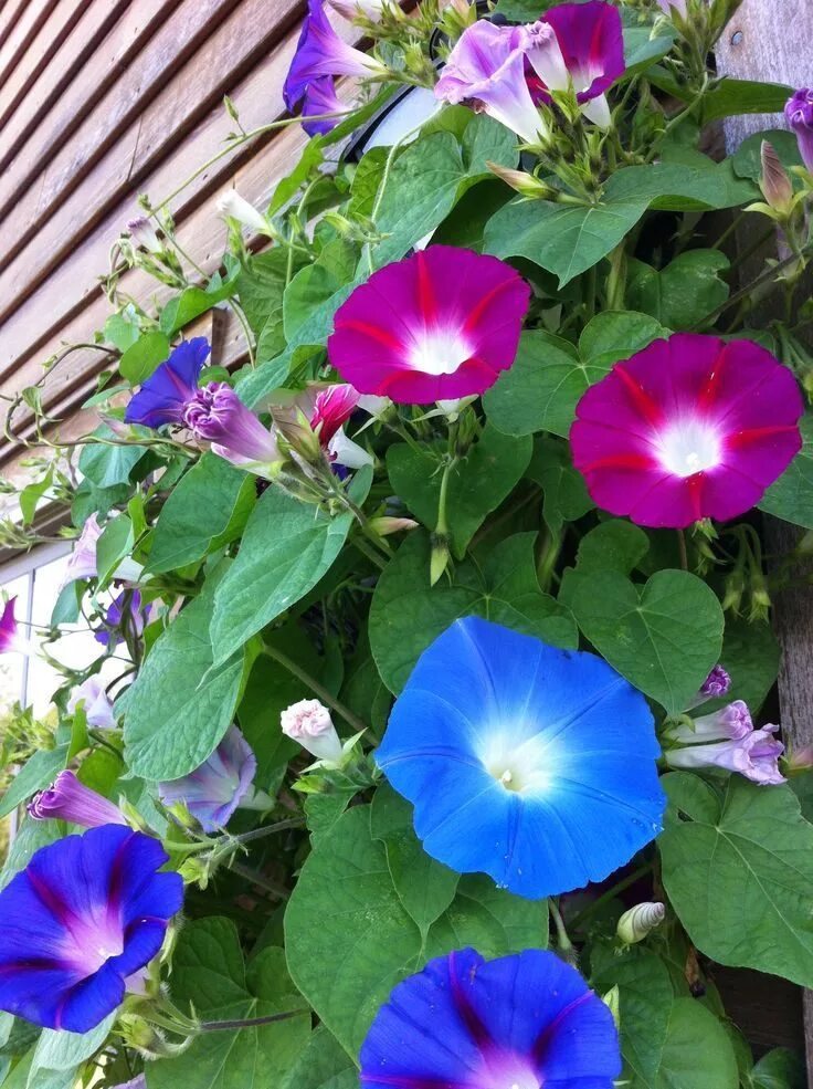 Как выглядит цветок ипомея трехцветный. Ипомея Фарбитис. Ипомея Пикоти синяя. Ипомея пурпурная.