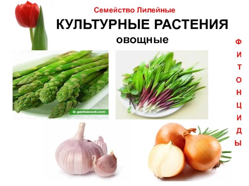 выбери растения семейства лилейные. выбери растения семейства лилейные. семейство лилейные деревья. гиацинт высота растения. цветочно-декоративные лилейные.