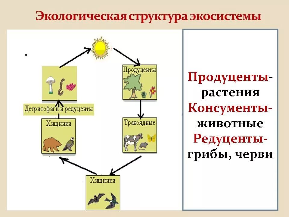 Что такое продуценты в биологии 5 класс. Цепи трофической структуры экосистемы. Экологическая структура экосистемы редуценты консументы. Экологическая структура экосистемы схема. Экологическая структура биогеоценоза схема.