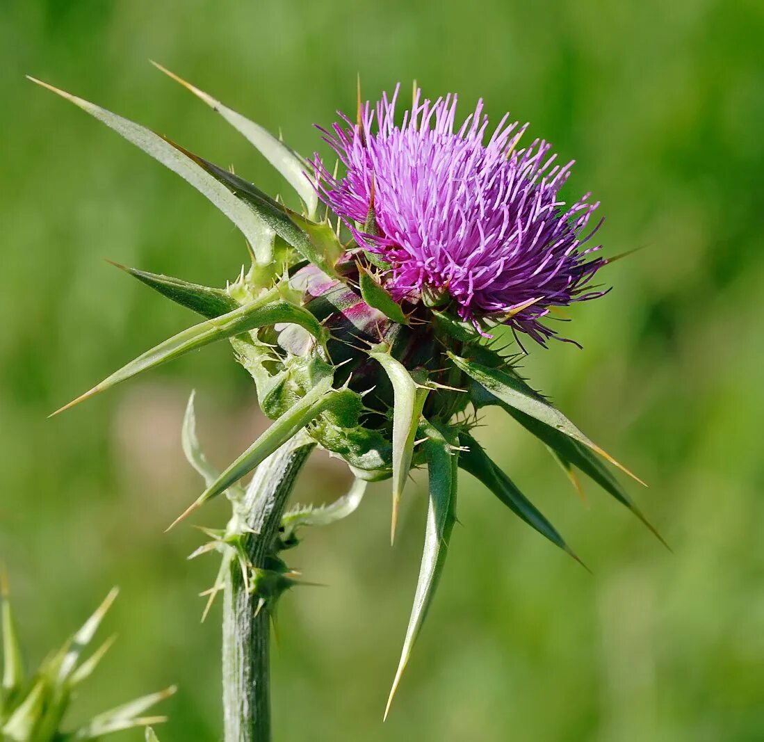 Чертополох описание. Расторопша пятнистая (Silybum Marianum). Татарник чертополох. Татарник медонос. Татарник колючий медонос.