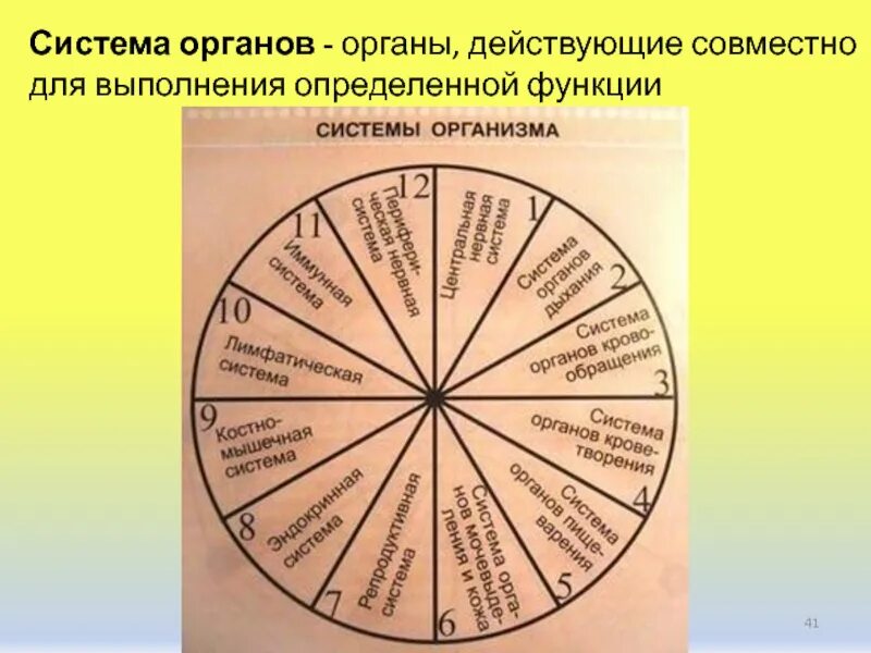 12 Систем организма человека. 12 Систем организма человека список. Системы орназима человека. 12 Систем органов человека