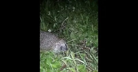 Нашли под кустом ежа