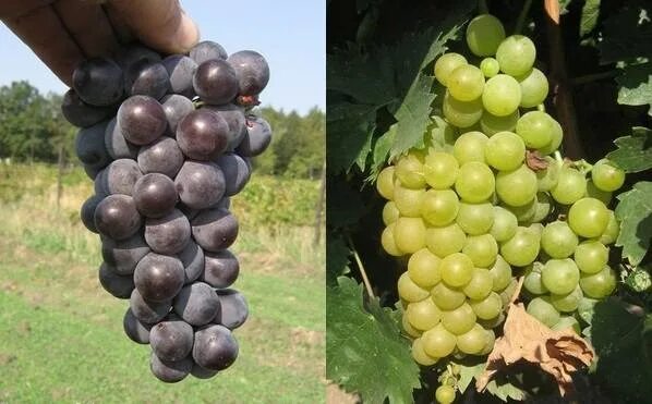 Виноград триумф потапенко. Сорт винограда триумф эльзаса. Виноград триумф. Виноград амурский триумф. Триумф эльзаса виноград.