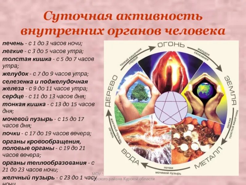 Суточные назначение. Суточные ритмы органов человека. суточная активность органов. суточная активность внутренних органов человека. ритмы органов человека по часам.