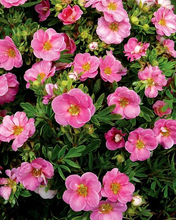 Лапчатка розовая сорта. Лапчатка кустарниковая lovely pink. лапчатка пинк куин. лапчатка претти полли. potentilla fruticosa лапчатка кустарниковая lovely pink.