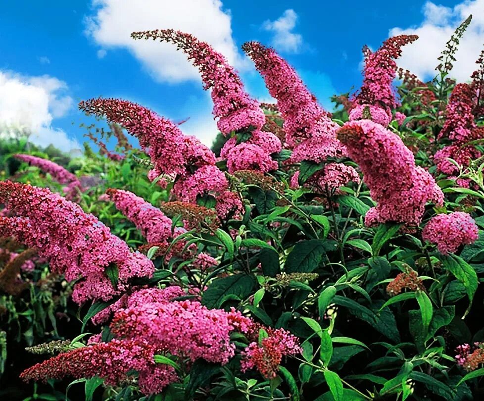 Буддлея Давида Buddleja davidii. Цветок Буддлея Давида. Буддлея Давида (Buddleja davidii Royal Red) p9. Канадская сирень Буддлея.