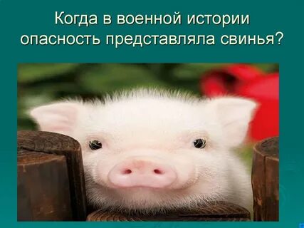 Опасность истории