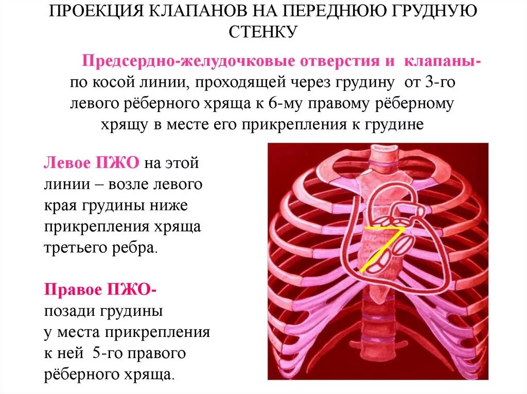 Проекция клапанов сердца на переднюю стенку грудной клетки.. Проекция предсердно-желудочковых отверстий. Проекция клапанов на грудную стенку. Проекция клапанов на переднюю переднюю грудную стенку.. Клапаны сердца на грудной клетке