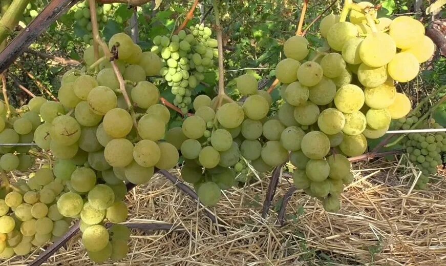 Какие сорта винограда посадить