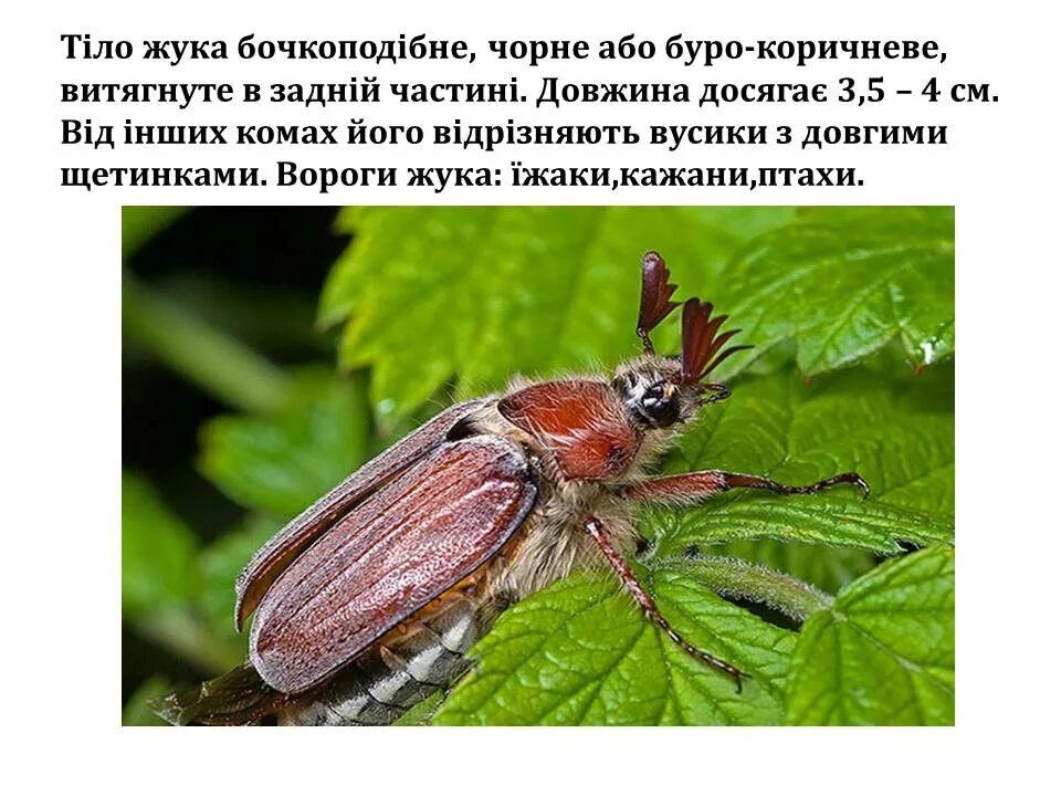 Почему нет семы жука
