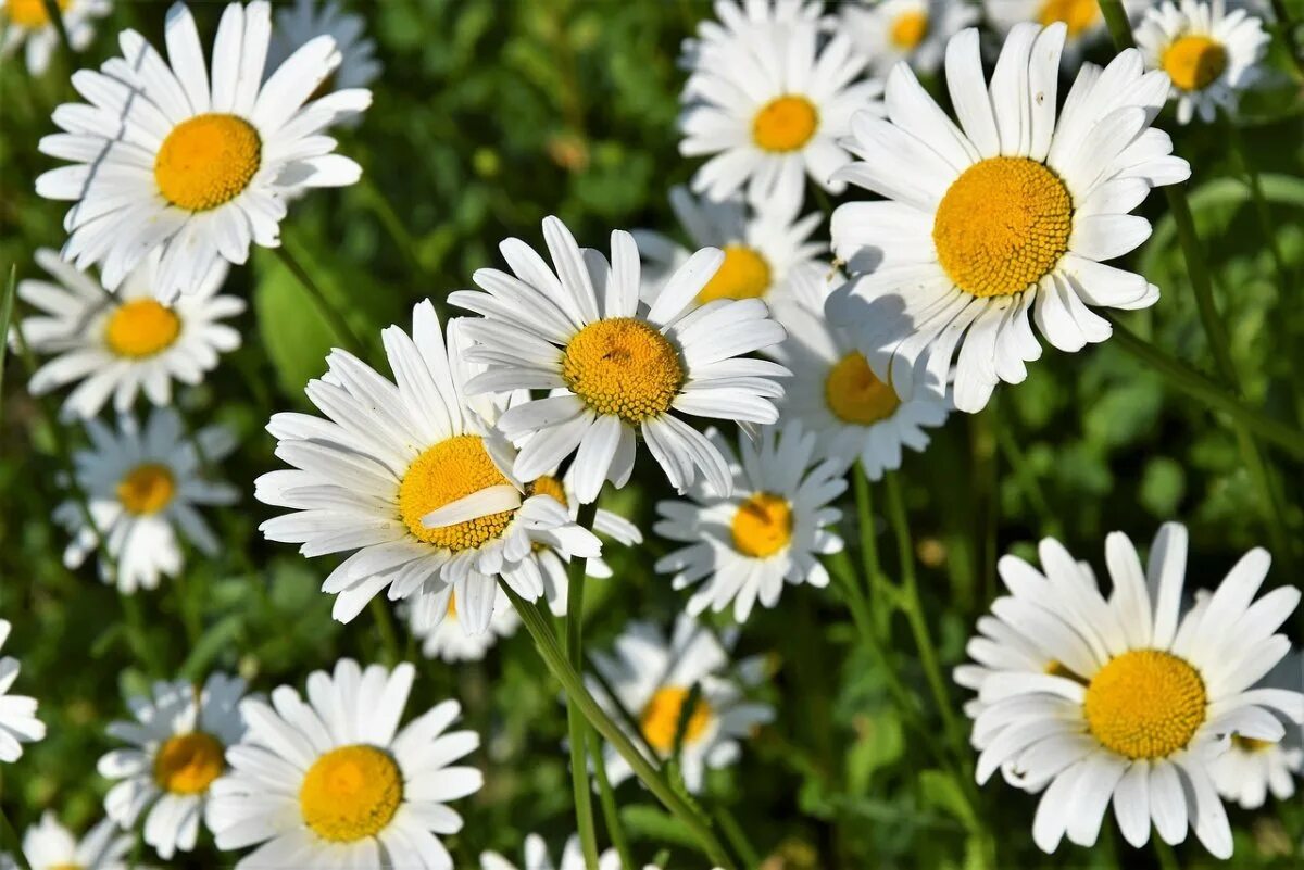 День семьи любви и верности ромашка. Ромашки любви и верности ромашки. Ромашки любви и верности ромашки. Ромашка день семьи. Ромашка 8 июля.