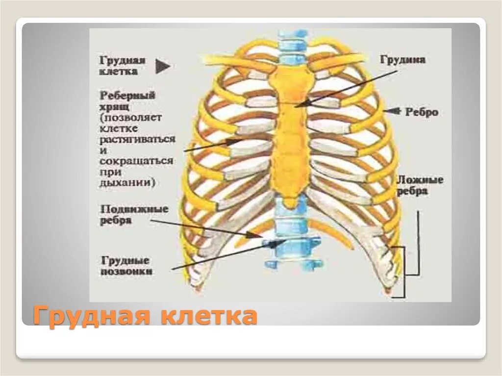Строение грудной клетки спереди. Кости грудной клетки анатомия. Грудная клетка вид спереди название костей. Строение грудного отдела скелета человека.