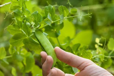 Овощи которые срывают руками