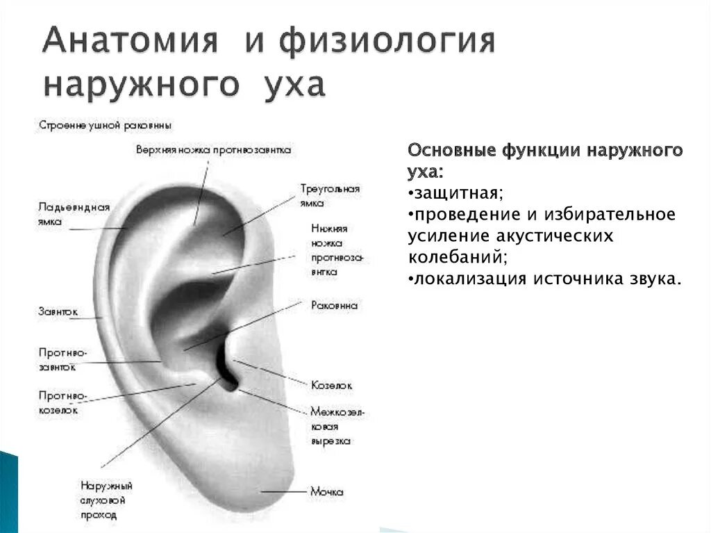 Строение ушной раковины анатомия рисунок. Схема строения наружного среднего и внутреннего уха. Устройство наружного уха человека. Ушная раковина анатомия строение уха. Воздух заполняет наружное ухо