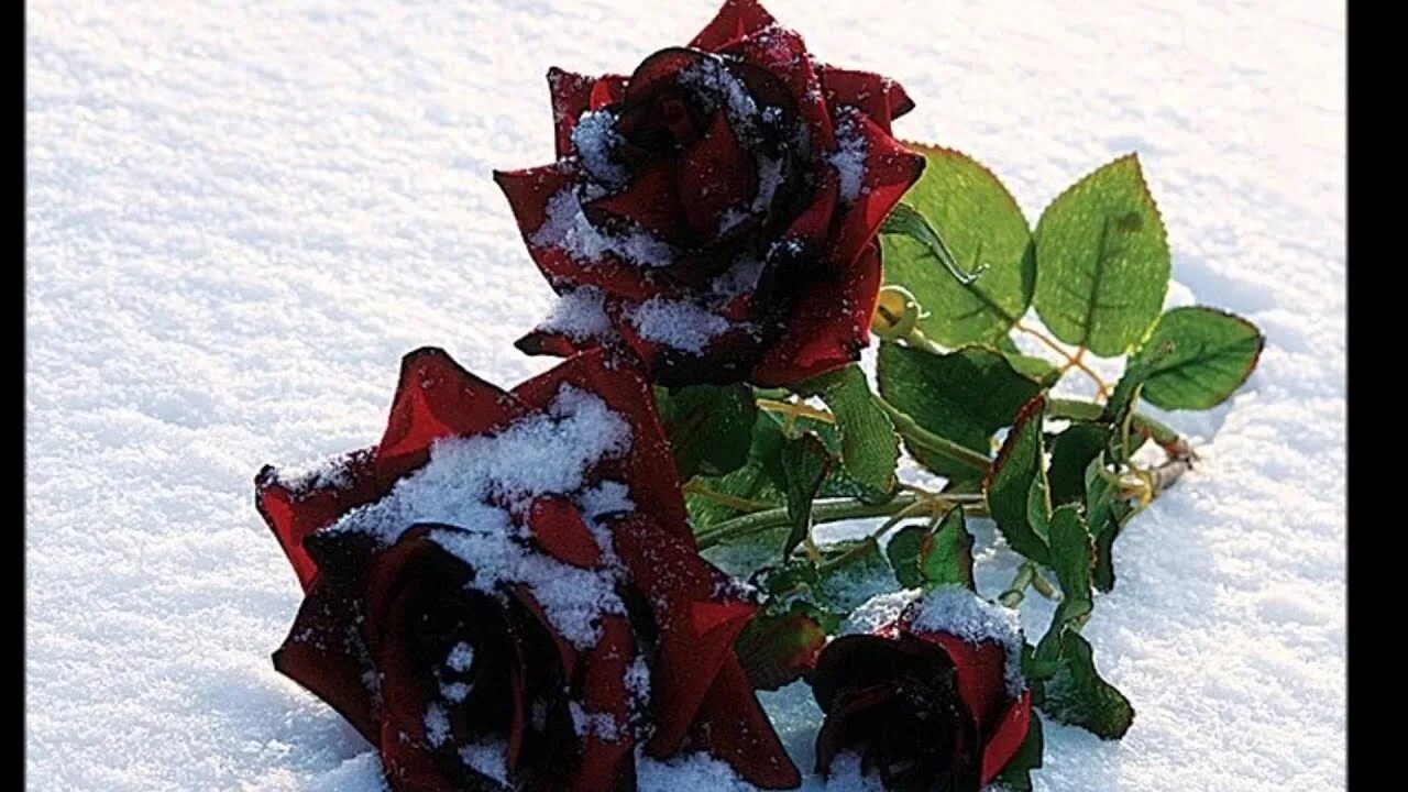 Красные цветы зимние розы. Розы на снегу. Красная роза на снегу. Розы на морозе. Бордовые розы на снегу.