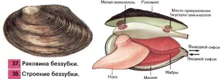 Тело моллюска заключено в. Двустворчатые моллюски беззубка. Беззубка моллюск внешнее строение. Внешнее строение раковины беззубки. Строение двустворчатого моллюска наружное.