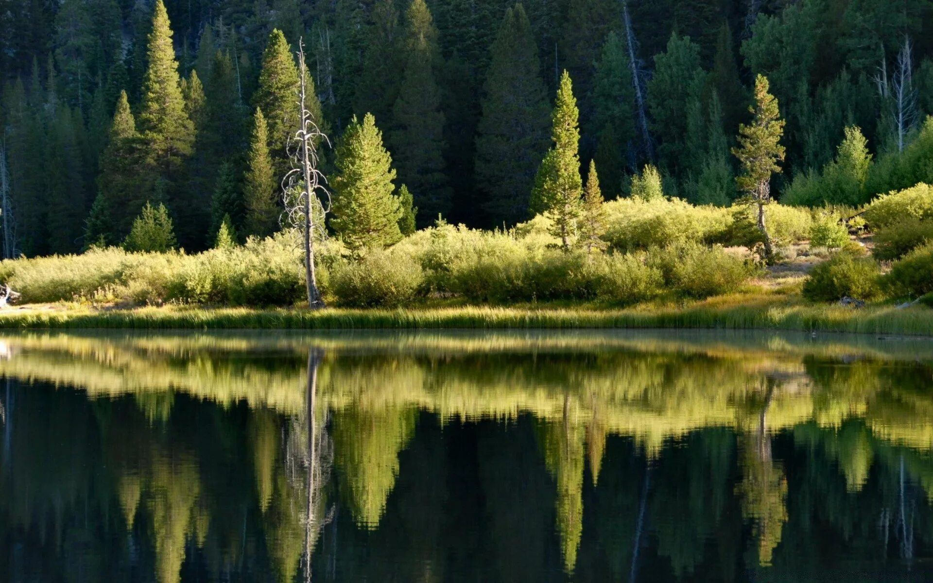 В природе отражаются на. Природа. Озеро в лесу. Отражение леса в воде. Озеро в хвойном лесу.