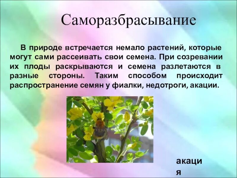 Распространение плодов 6 класс биология. Распространение плодов растений. Класс хвойные общая характеристика. Саморазбрасывание распространяют семена. Почему семенные растения наиболее распространены.