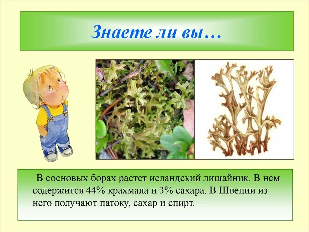 Лишайники факты. Интересное о лишайниках. Интересные факты о лишайниках. Лишайники презентация. Интересные факты о лишайников.