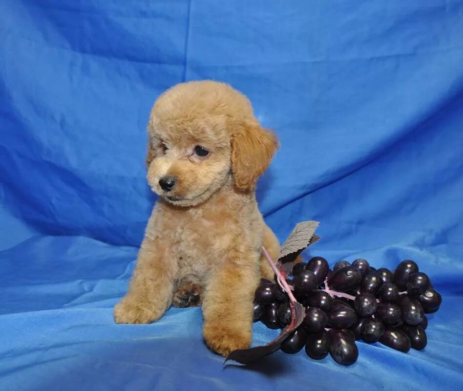 Карликовый пудель персиковый. Собачка карликовый пудель. Карликовый пудель карликовый пудель. Карликовый пудель пудель. Карликовый той пудель.