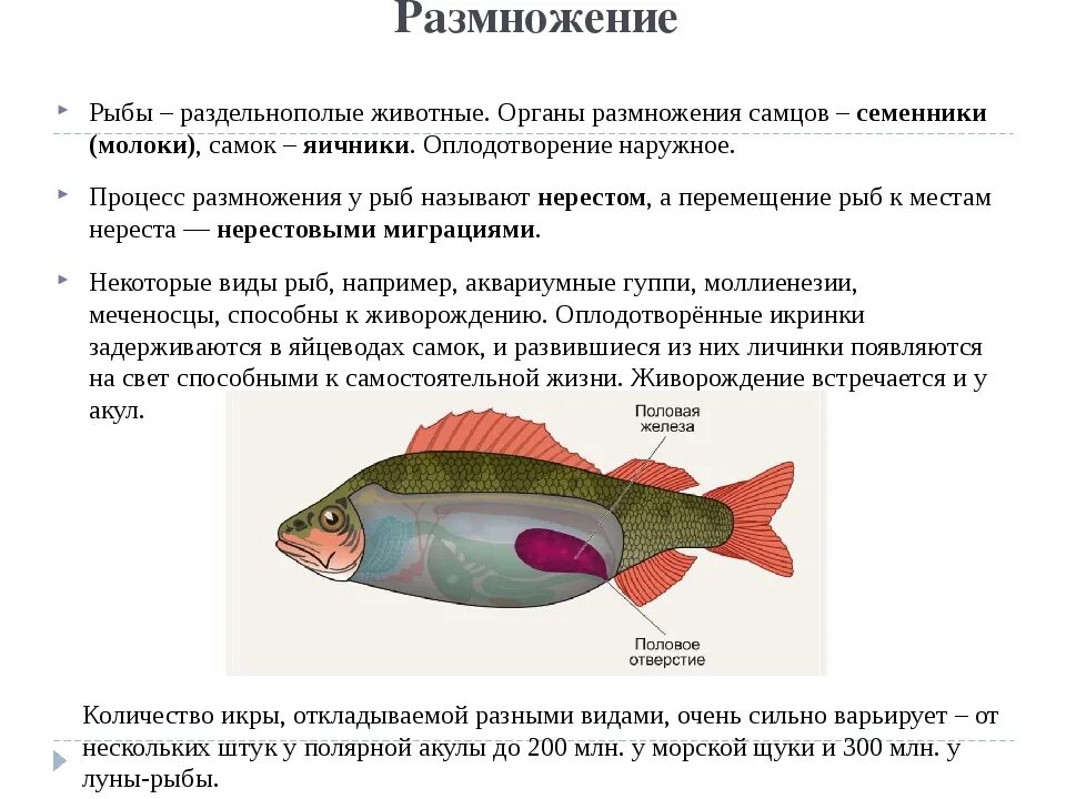 Лосось атлантический оплодотворение внутреннее