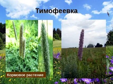Кормовое растение буквы