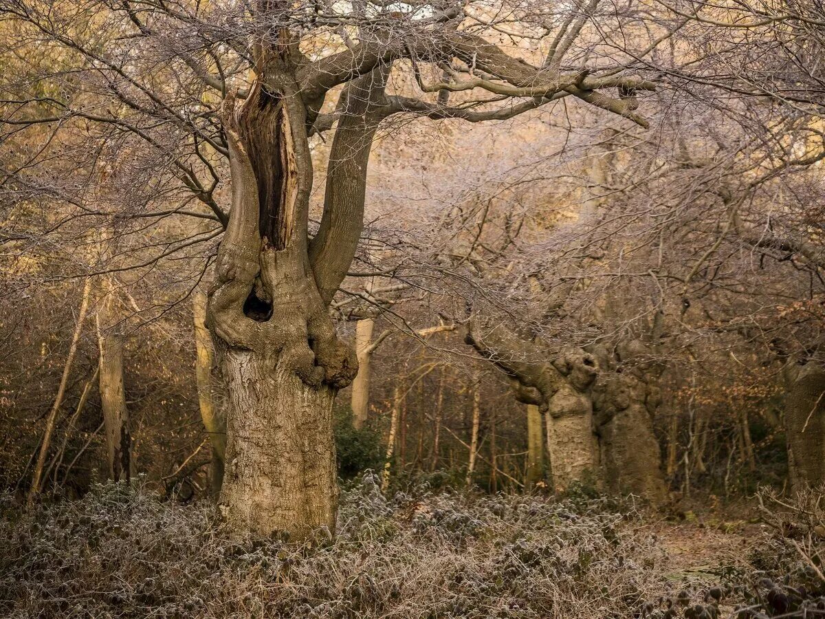Дерево с дуплом. Старое дерево с дуплом. Дуб черешчатый льгов. Дерево с большим дуплом. Дерево с дуплом.