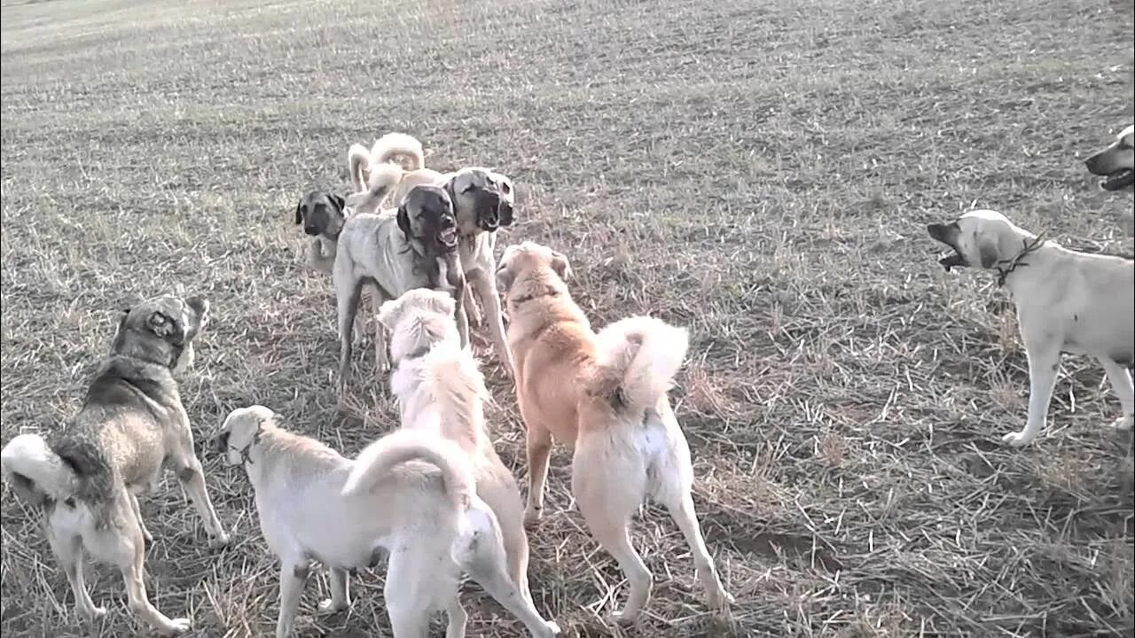 Getgams. Kangal Dog ready for Action. Кангал фото из видео с ютуба. Youtube itlar Jangi Kangal.