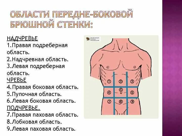 Надчревье чревье. Левая подреберная область. Надчревная область. Онвая пореьерная область. Образование в области живота