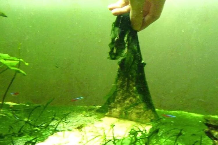 Каковы причины гибели водорослей в пресноводных