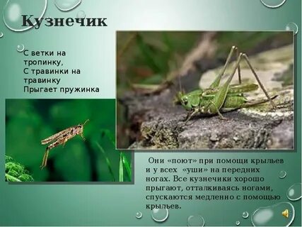 Окружающий мир кузнечик