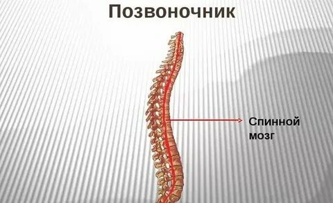 Спинной мозг и позвонки