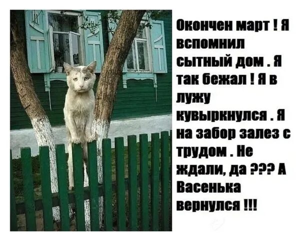 Вась вернись. Вася домой приколы. Кот на мышь набрасывается. Вредная кошка. Вернулся васенька домой.