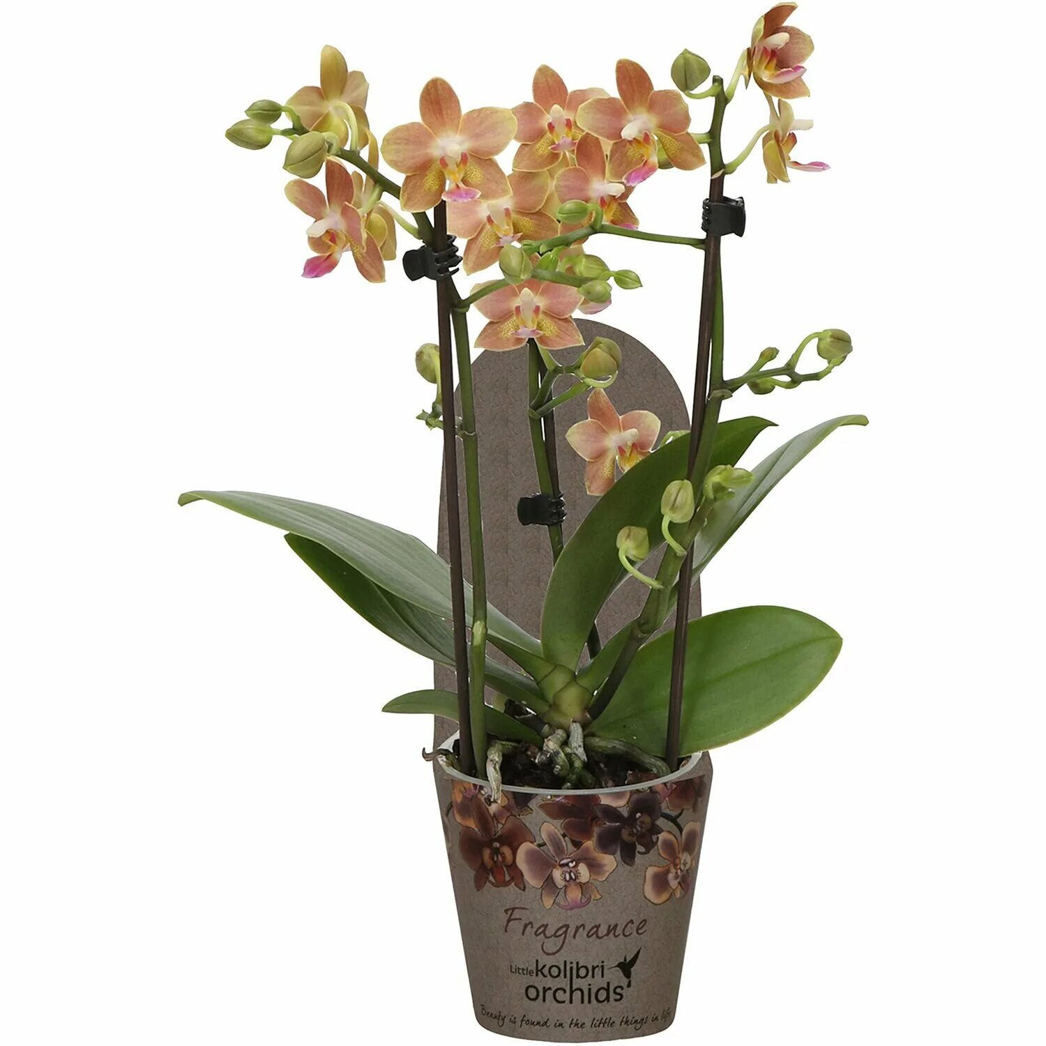 Фаленопсис d12. Орхидея которая пахнет название. Орхидея пахучая. Дендробиум благородный. Фаленопсис бронзовый будда.