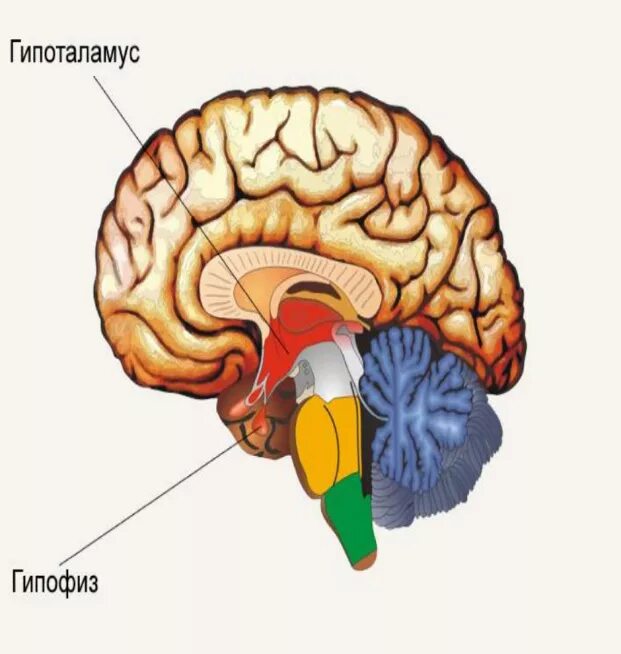 Гипофиз в голове. Таламус гипоталамус эпифиз. Гипоталамус гипофиз эпифиз. Гипоталамус и шишковидная железа. Анатомия человека гипофиз и гипоталамус.