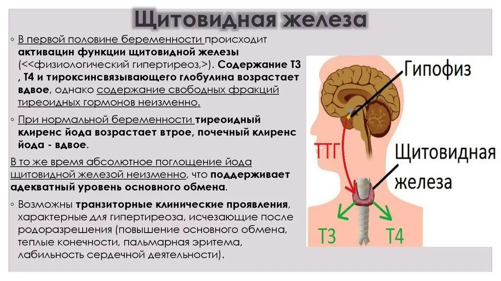 Функции щитовидной железы. Функции щитовидройжелезы. Щитовиднаяжелезы функции. Функция шитовидний железо.